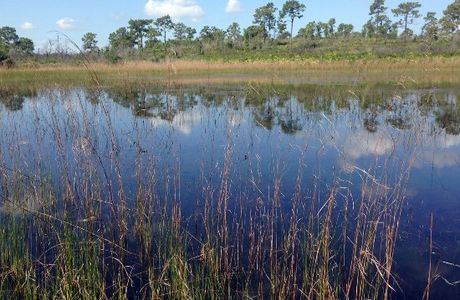 Allen David Broussard Catfish Creek Preserve State Park
