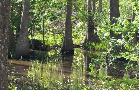 Bluebonnet Swamp Nature Center