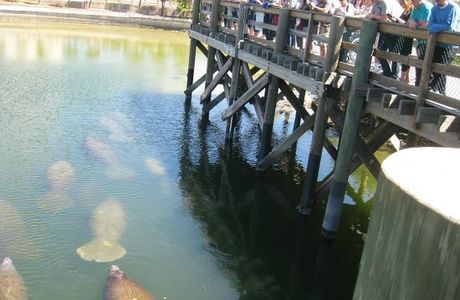 Tampa Electric's Manatee Viewing Center