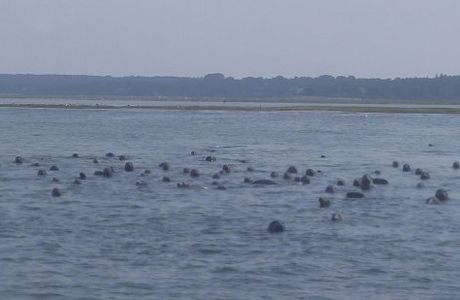 Nauset Inlet