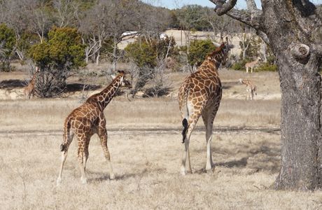 Fossil Rim Wildlife Center