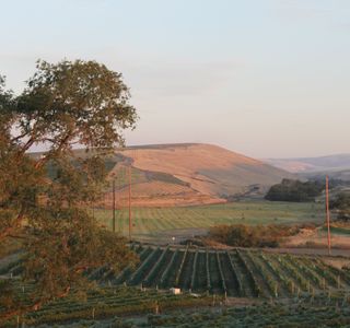 TERO Estates & Flying Trout Wines