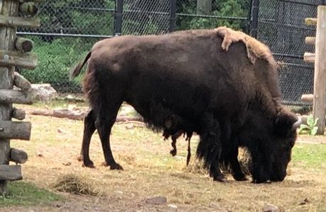 Lincoln Park Zoo