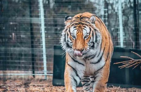 Tiger Creek Wildlife Refuge
