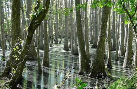 Great Dismal Swamp National Wildlife Refuge