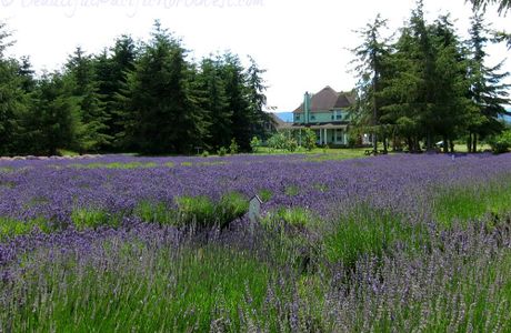 Martha Lane Lavender Farm