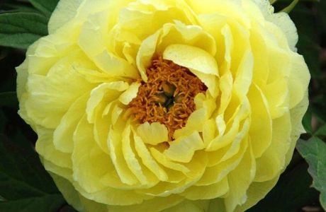 Peony Farms