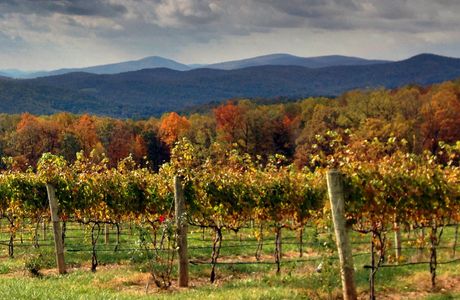 Fox Meadow Winery