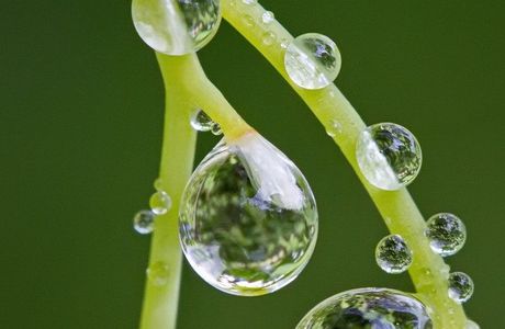 The Dewdrop