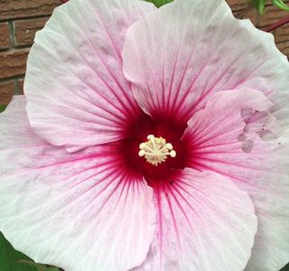 The rose mallow