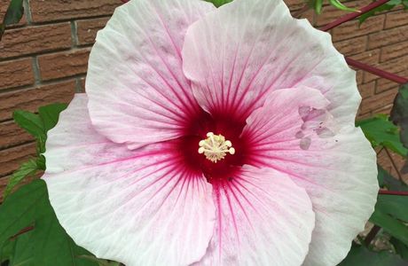 The rose mallow