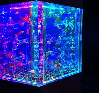 Art Aquarium Nihonbashi