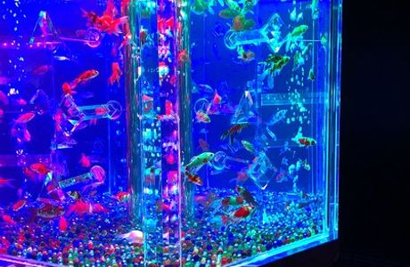 Art Aquarium Nihonbashi