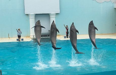 Suma Aqualife Park Kobe