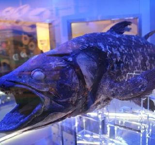 Numazu Deep Sea Aquarium