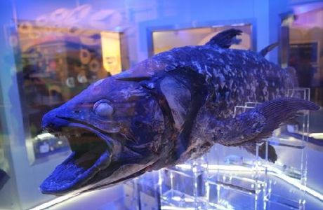 Numazu Deep Sea Aquarium