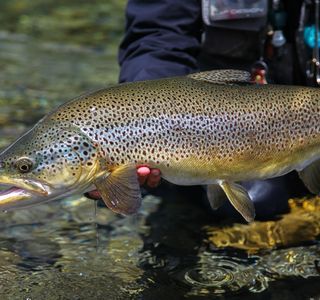 Uenohara Trout Fishing Grounds