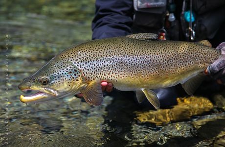 Uenohara Trout Fishing Grounds