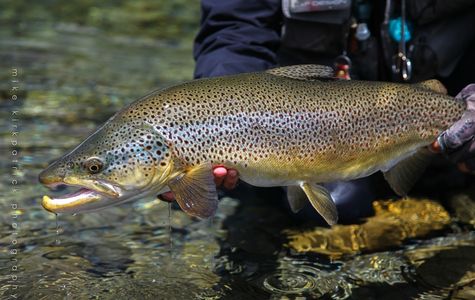 Uenohara Trout Fishing Grounds 1