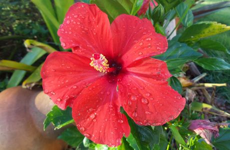Iejima Hibiscus Garden