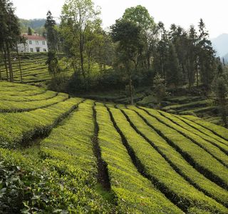 Bihushan Tea Garden