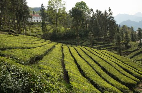Bihushan Tea Garden