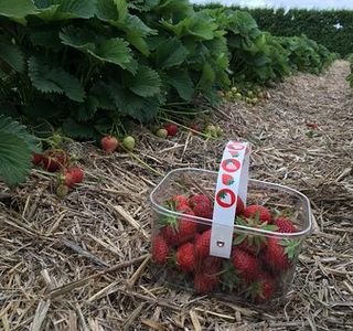 McLauchlans of Boxted