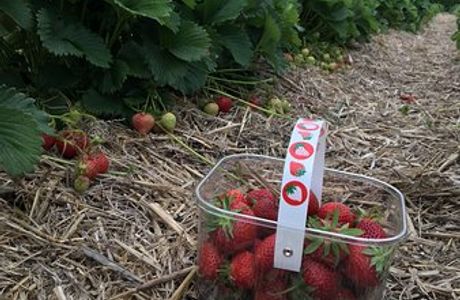 McLauchlans of Boxted