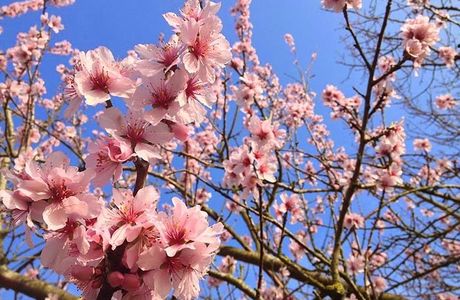 Brogdale Collections