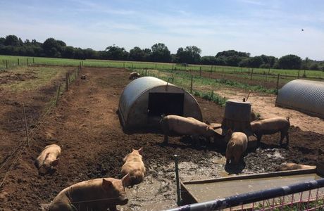 The Pink Pig Farm