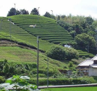 Wazuka Green Farm