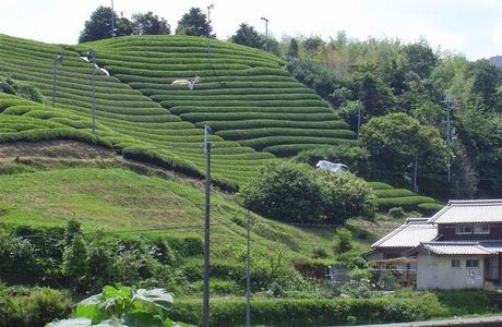 Wazuka Green Farm