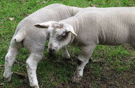 Langleybury Childrens Farm