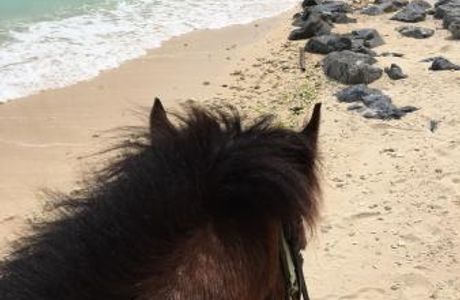 Iejima Beach Side Horse Park
