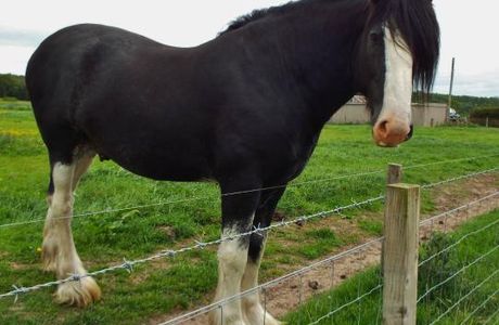 Hay Farm Heavy Horse Centre