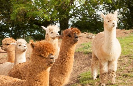 Alpaca Alpaca At Leven Valley