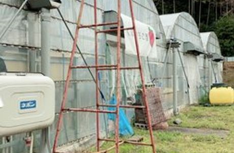 Kubo Strawberry Farm