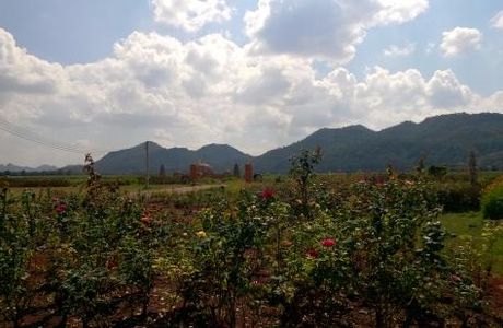 Suwan Farm's Sweet Corn