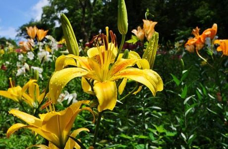 Lily Park