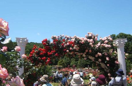 Ikuta Ryokuchi Rose Garden