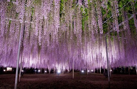 Ashikaga Flower Park