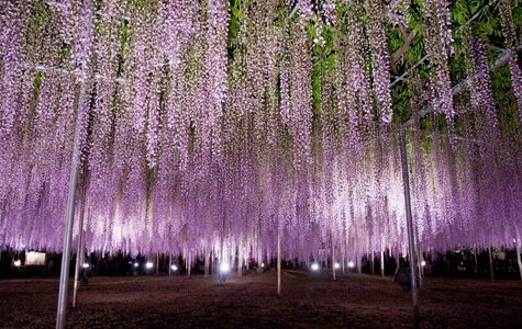 Ashikaga Flower Park 1