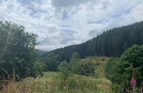 Glentress Forest