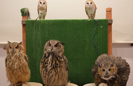Owl Cafe & Bar Owl Village, Harajuku