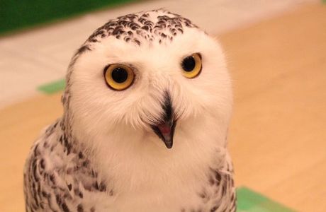 Fukuro no Mise, Hakata