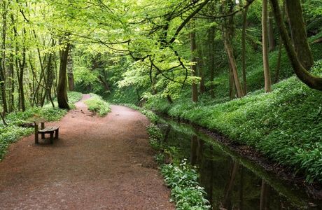 Skipton Castle Woods