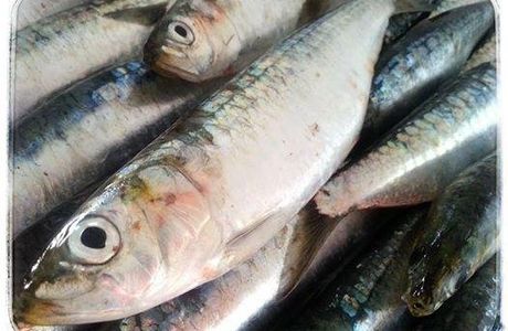 Pescados La Chucha