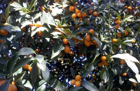 Marmalade Tree