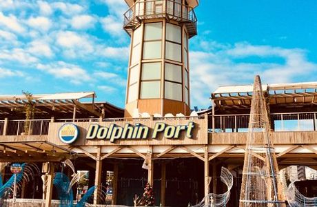 Dolphin Port