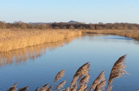 Somerset Levels and Moors Wetland
